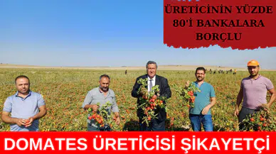 Domates tarlada kaldı: Üreticisi isyanda!