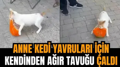 Anne kedi yavruları için bütün tavuk çaldı