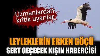 Leyleklerin erken göçü sert geçecek kışın habercisi
