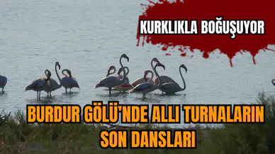 Burdur Gölü’nde allı turnaların son dansları