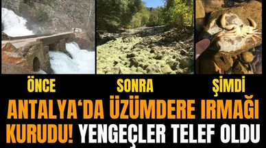 Antalya Üzümdere Irmağı kurudu! Yengeçler telef oldu