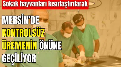 Mersin'de sokak hayvanları kısırlaştırılıyor   