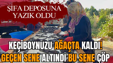 Keçiboynuzu ağaçta kaldı! Geçen sene altındı bu sene çöp