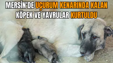 Mersin'de uçurum kenarında kalan köpek ve yavrular kurtuldu