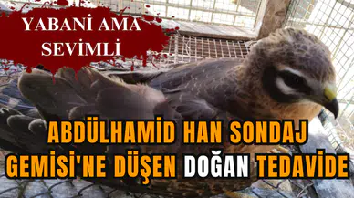 Abdülhamid Han Sondaj Gemisi'ne düşen doğan tedavide