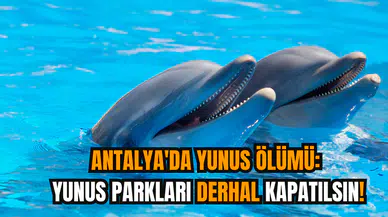 Antalya'da yunus ölümü: Yunus parkları derhal kapatılsın!
