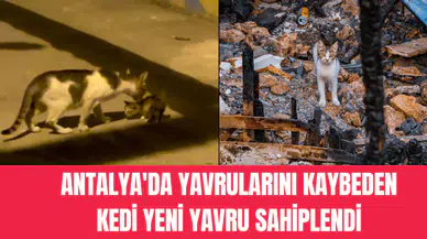 Antalya'da yavrularını kaybeden kedi yeni yavru sahiplendi