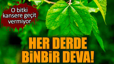 Her derde binbir deva! O bitki kansere geçit vermiyor