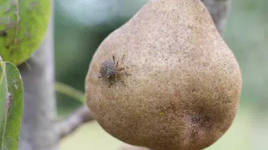 Bu böceği gördüğünüz yerde öldürün