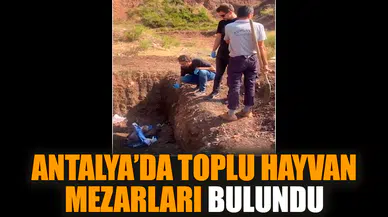 Antalya’da toplu hayvan mezarları bulundu