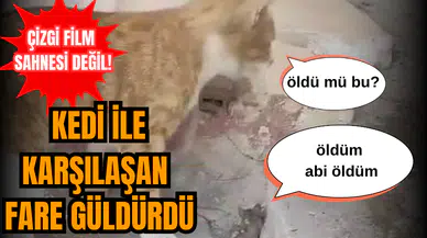 Çizgi film sahnesi değil! Kedi ile karşılaşan fare güldürdü
