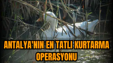 Antalya'nın en tatlı kurtarma operasyonu