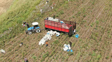 Hatay'da depremzede tarım işçileri pamuk tarlalarında