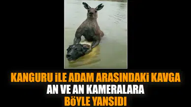 Kanguru ile adam arasındaki kavga kameralara böyle yansıdı