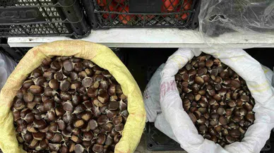 Kestaneye dokunan yanıyor