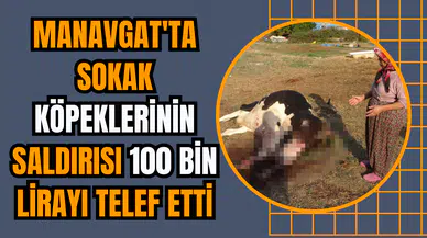 Manavgat'ta sokak köpeklerinin saldırısı 100 bin lirayı telef etti