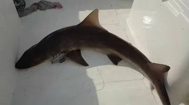 Muğla'da ağa takılan şey herkesi hayrete düşürdü