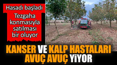 Hasadı başladı kanser ve kalp hastaları avuç avuç yiyor