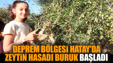 Deprem bölgesi Hatay'da zeytin hasadı buruk başladı