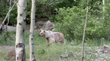Nemrut'ta yapılan düğün çekiminde ayı korkusu