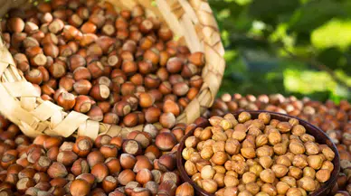 Fındık fiyatlarında büyük zam