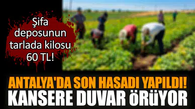 Şifa deposunun Antalya'da hasadı yapıldı! Kanseri önlüyor