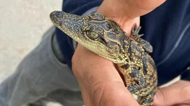 Evinde timsah besleyen adam yakalandı!