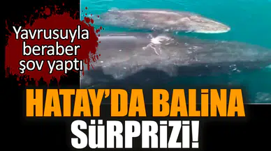 Hatay’da balina sürprizi! Yavrusuyla beraber şov yaptı