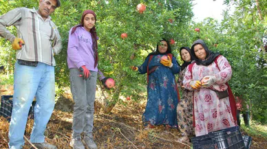Kumluca’da nar hasadı devam ediyor: 20 bin ton rekolte bekleniyor