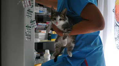 Uyuzla savaş parazitlerle değil! Bilinçli bakım ve ilaçlarla.