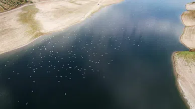 Martılar drone kamerasından kaçamadı!