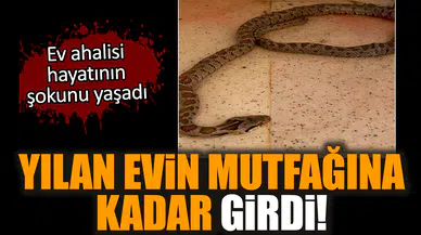Yılan evin mutfağına kadar girdi!