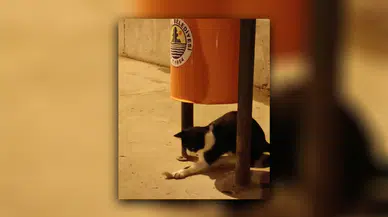 Kedi ve fare arasındaki eğlenceli anlar!