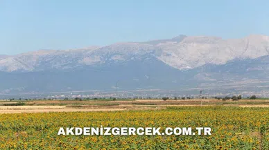 Denizli Pamukkale'de mahkemeden satılık 1.568 m² tarla