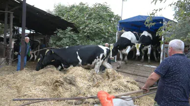 Denizli'de ilk düveler sahiplerine teslim edildi