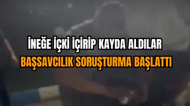 İneğe İçki İçirip Kayda Aldılar: Başsavcılık Soruşturma Başlattı