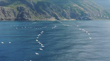 Yüzlerce pelikanın gökyüzündeki büyüsü!