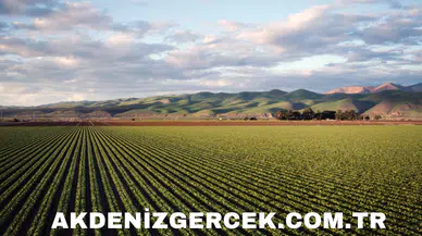 Sivas Sarkışla'da 442 m² mahkemeden satılık tarla