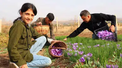 Dünyanın en pahalı baharatı! Üreticilerin yeni gözdesinin kilosu 250 bin TL