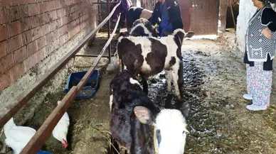 Binlerce hayvana şap brucella ve buzağı küpesi uygulandı!