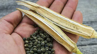 Diz ağrılarına hızlı çözüm: 3 farklı tüketim yoluyla anında rahatlama!