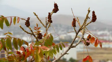 Geleneksel sumak ekşisi üretimi başladı