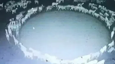 12 gün boyunca dönen koyunların sırrı çözüldü