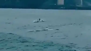 İstanbul Boğazı’nda Yağmur Sonrası Yunus Sürprizi!