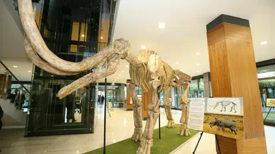 Kayseri' de 7.5 milyon yıllık fosiller canlandırılmaya hazırlanılıyor