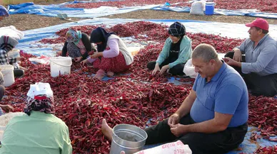Maraş biberi yılın son hasadını tamamladı!