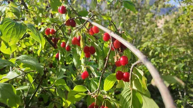 Kızıl meyvesi kilo vermeye yardımcı olur mu? Kızılcık ile kilo verilir mi?