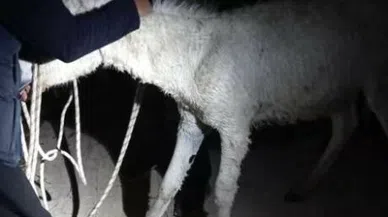 Eşeğin kuyudan kurtarılma operasyonu!