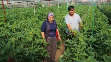 Antalya’daki domates serası katledildi!