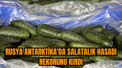 Rusya Antarktika'da salatalık hasadı rekorunu kırdı